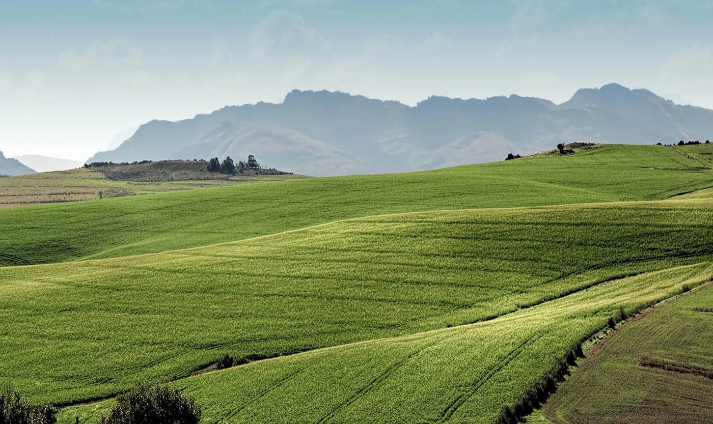Green pastures